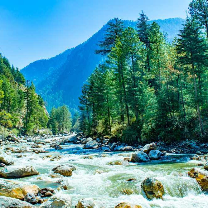 River in pine forest, perfect travel escape