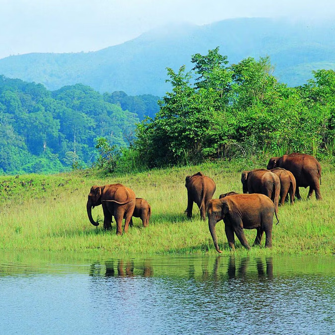 River in pine forest, perfect travel escape