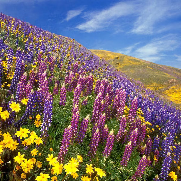 Himalayan village with temple for adventure travel