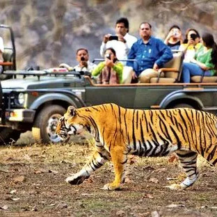 River in pine forest, perfect travel escape